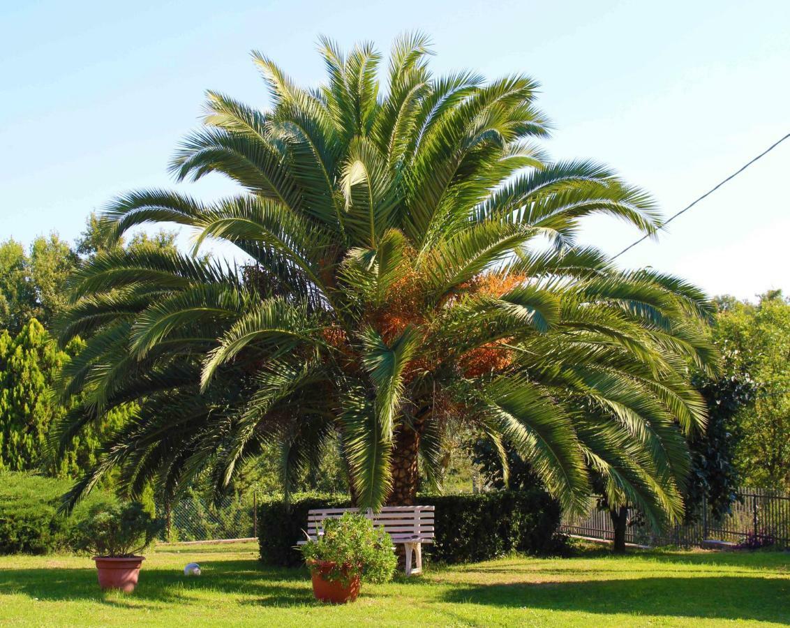 Il Roseto Di Daniela Montefiascone